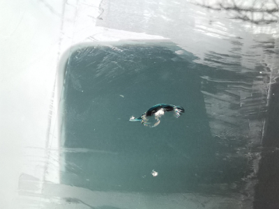 龙泉挡风玻璃这些情况可以修补