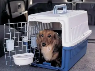 成都专业宠物托运公司 宠物托运