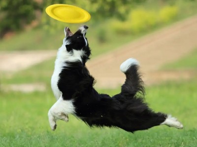 成都成华训狗基地宠物训练