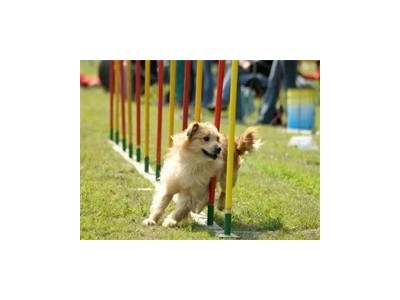 成都蒲江训狗价格 宠物训练学校宠物