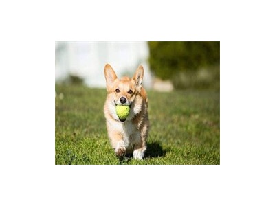 成都锦江训犬价格 宠物训练学校宠物