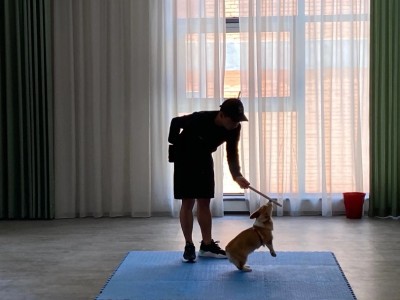 成都双流训犬价格 宠物训练学校宠物