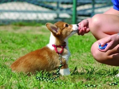 成都龙泉驿训狗价格 宠物训练学校宠