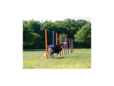 成都锦江训犬学校宠物培训