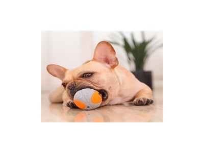 成都大邑专业训犬宠物培训机构