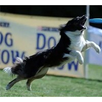 成都双流训狗学校宠物培训