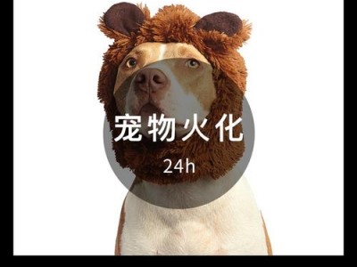 成都宠物火化,春节期间正营业,成都