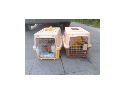 成都可靠的萌宠运输公司