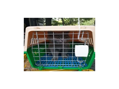 成都快捷的宠物猫托运公司