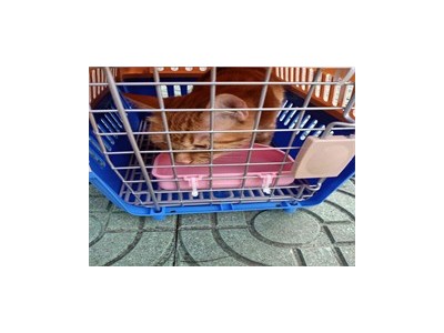 成都便宜的动物空运公司