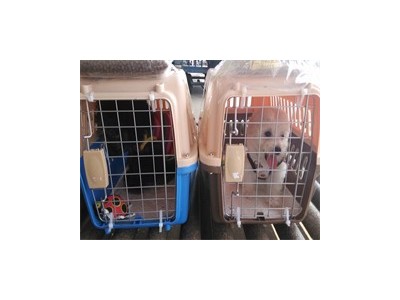 成都可靠的萌宠空运公司