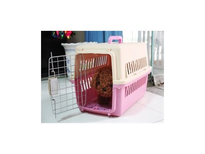 成都专业的宠物猫运输公司