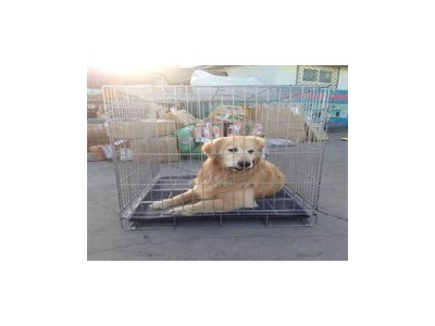 成都安全的宠物猫托运公司