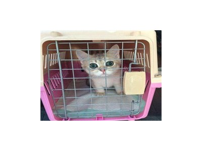 成都快捷的宠物猫陆运公司