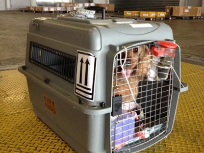 成都专业正规宠物托运公司